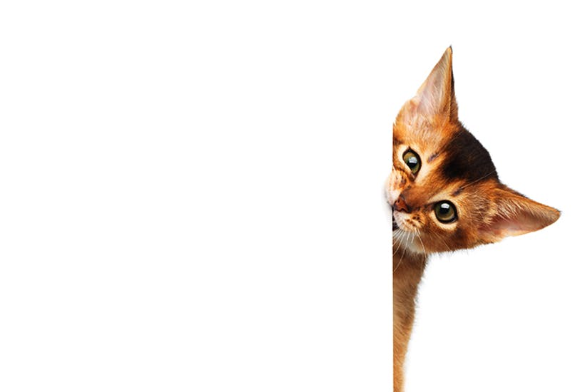 menu cat menu cat